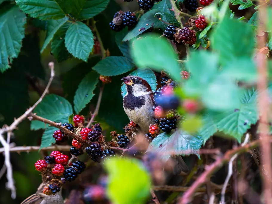 La Pouge août 2023 - Tolga Sarikose - Dép HV - Sirtaqui