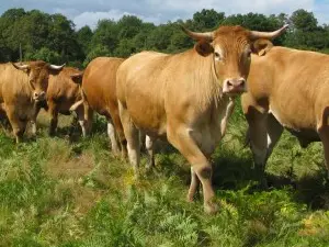 La ferme des Landes de Pagnac