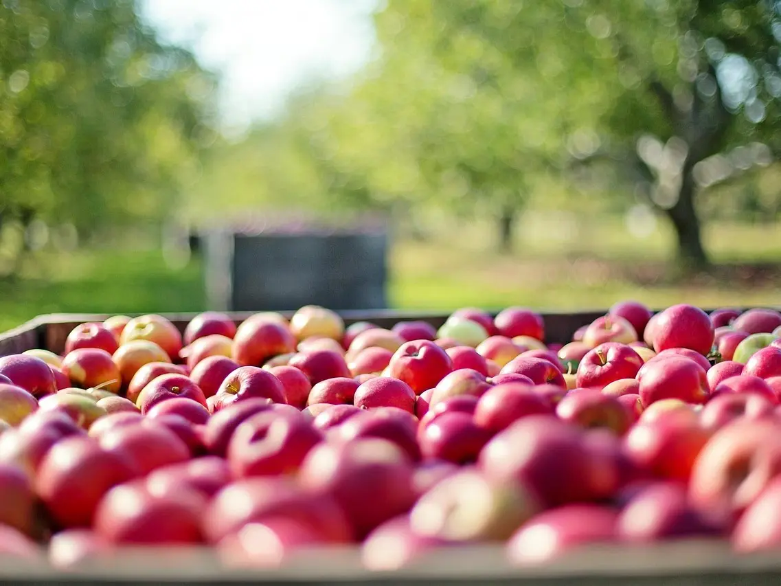 Marché d'automne