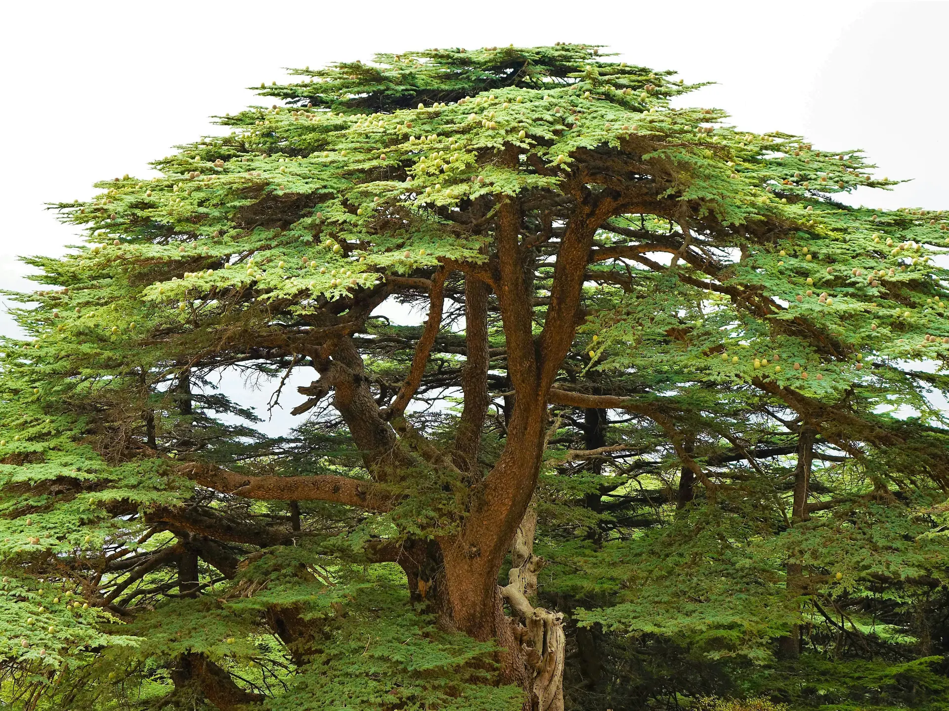 Unsplash Crédit Tim Broadbent