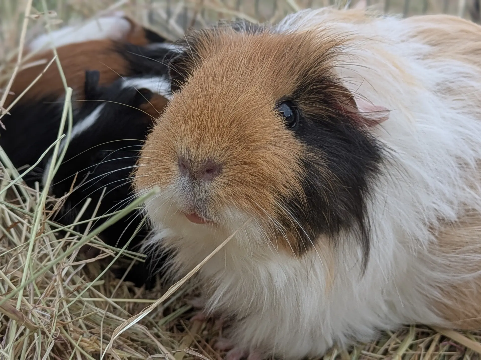 Cochon d'Inde animation