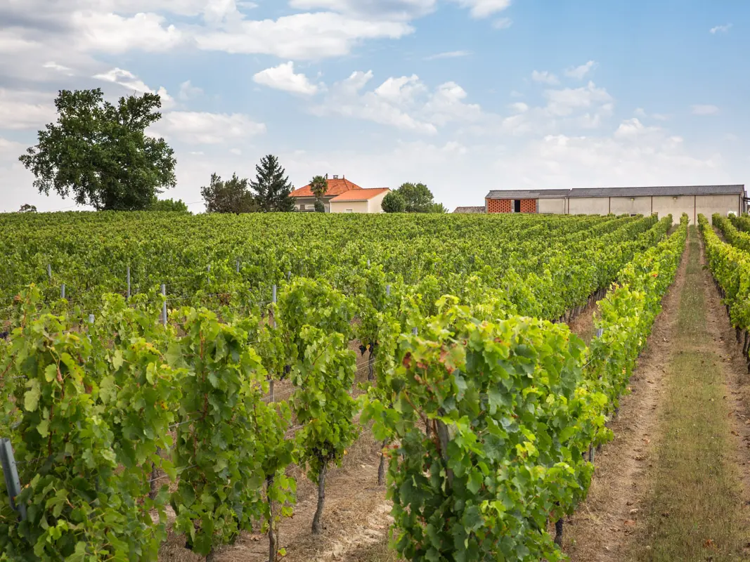 Château Siffle Merle Marcillac vignette