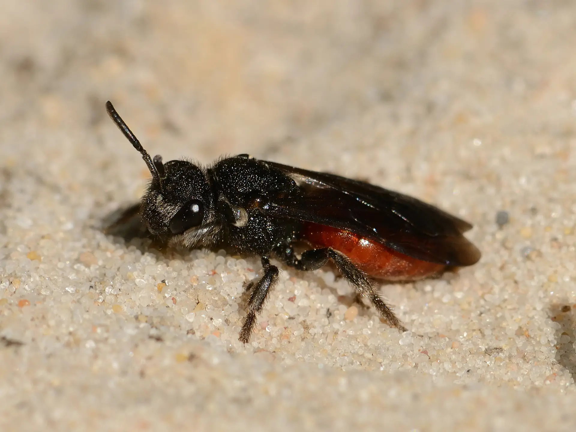 Sphecodes albilabris - David Genoud