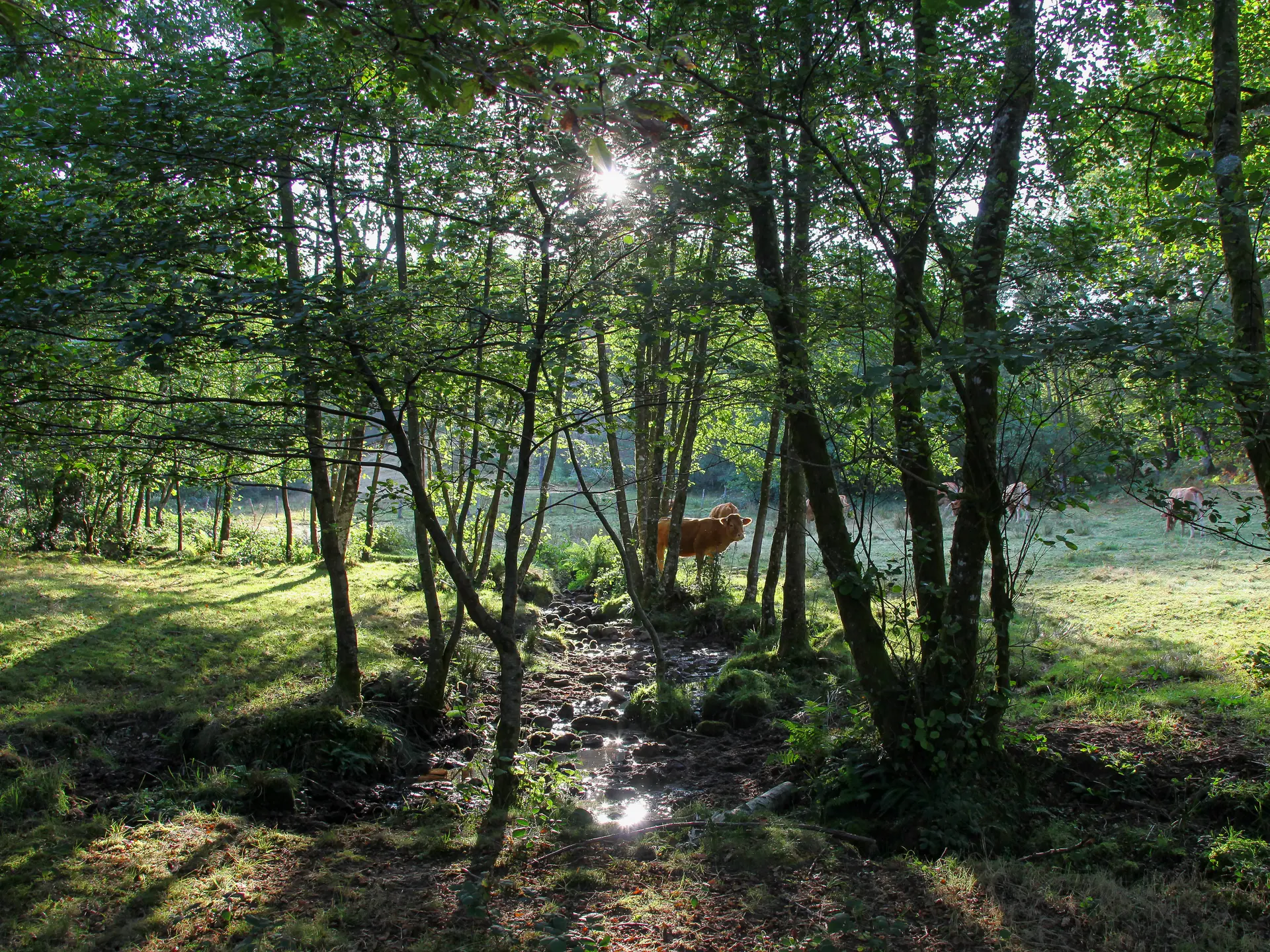 St_yrieix_nature-2016 (13)