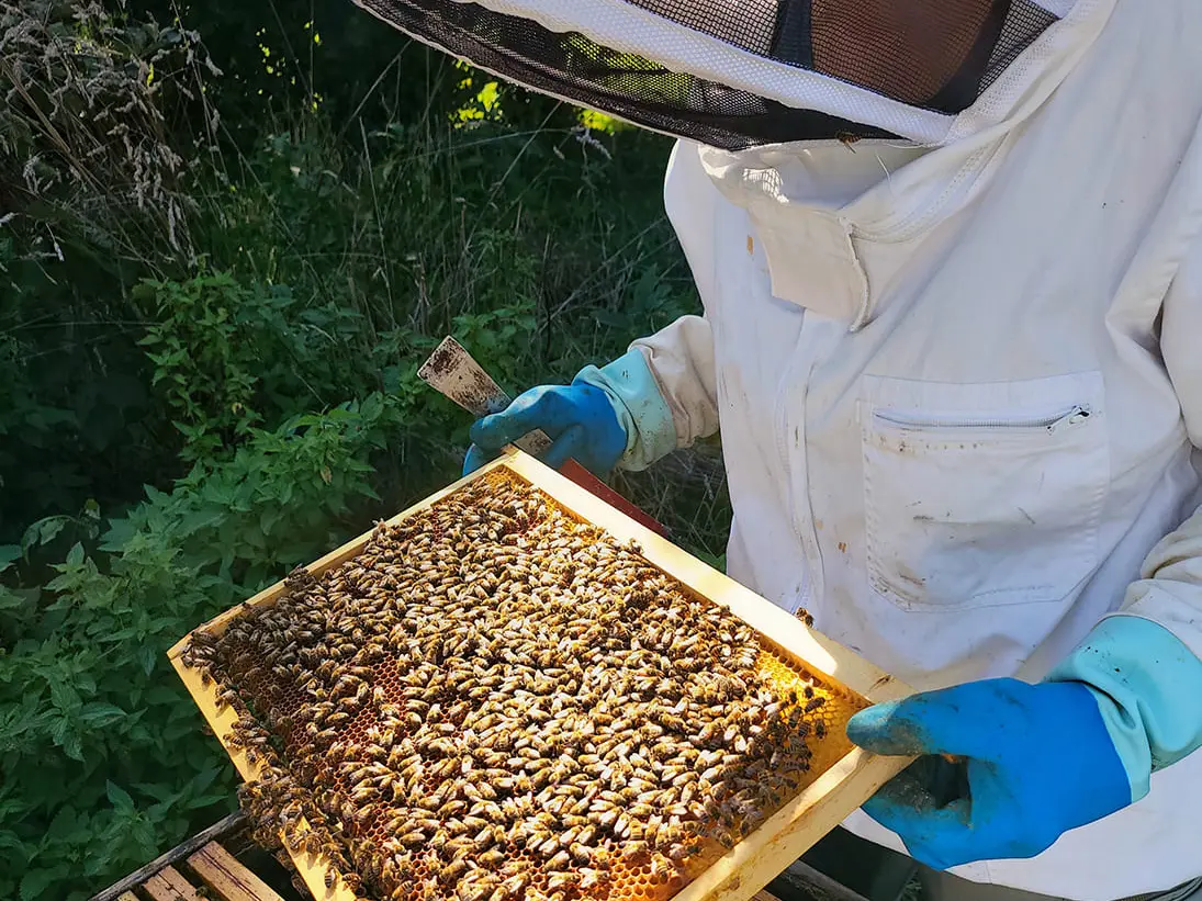 Rucher ouvert au public