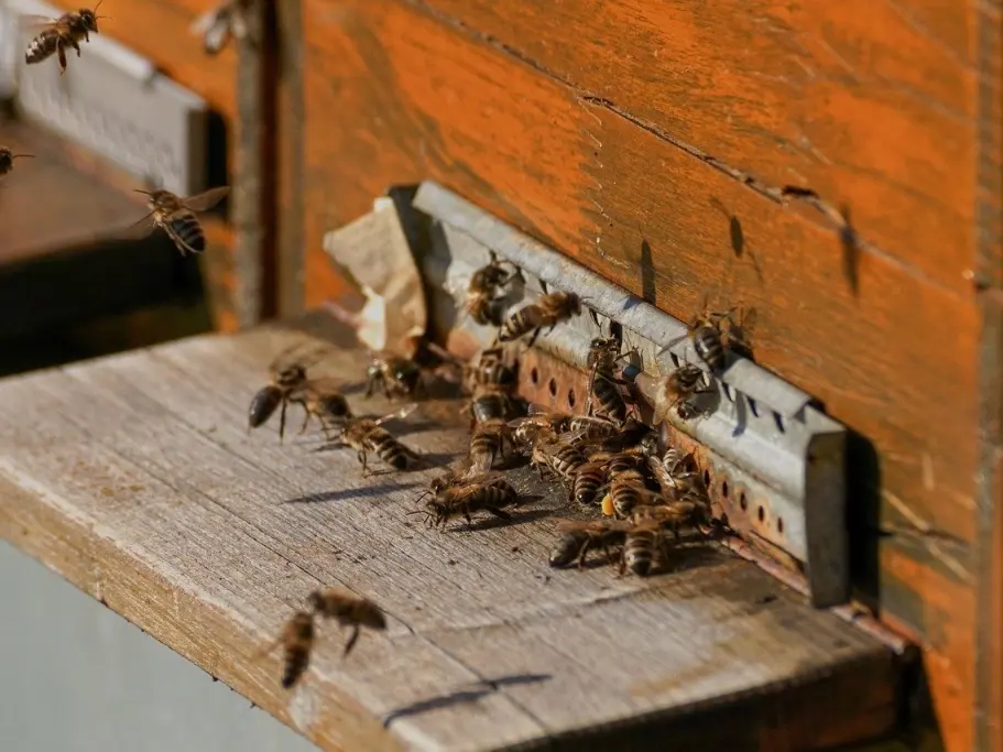 abeilles