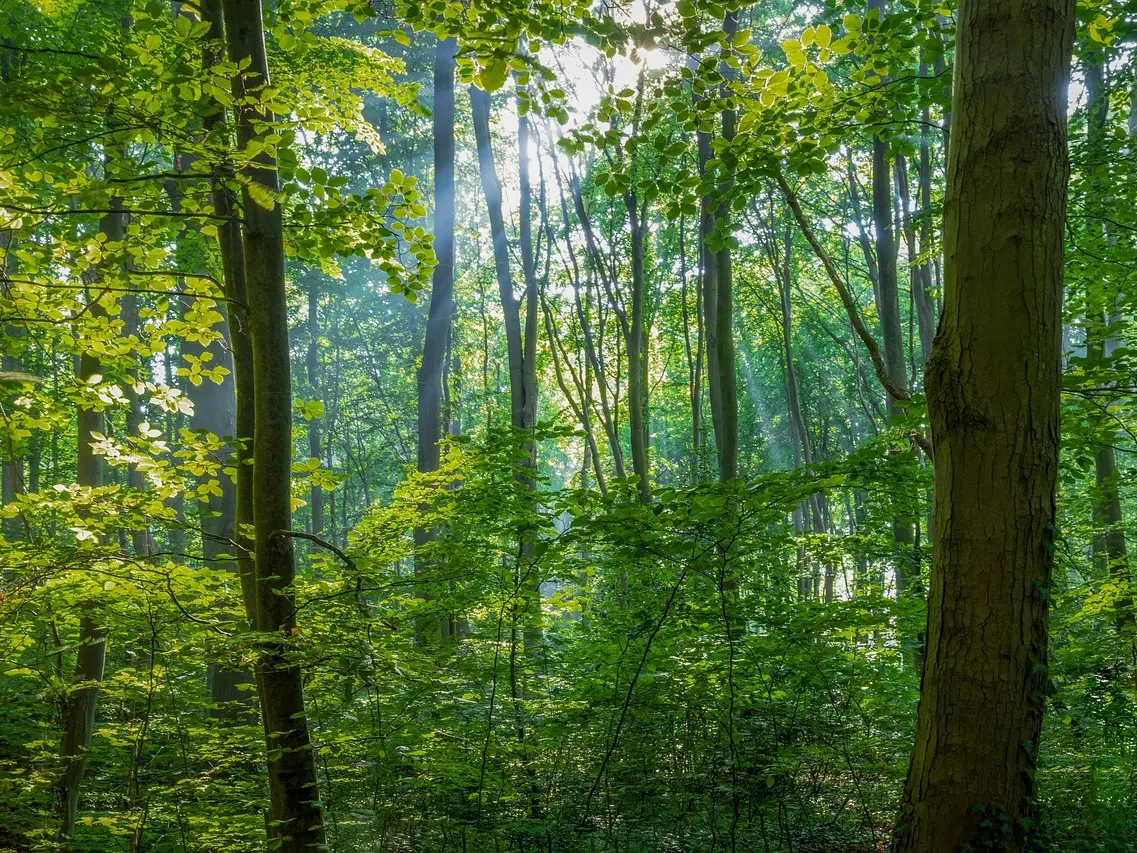 Forêt