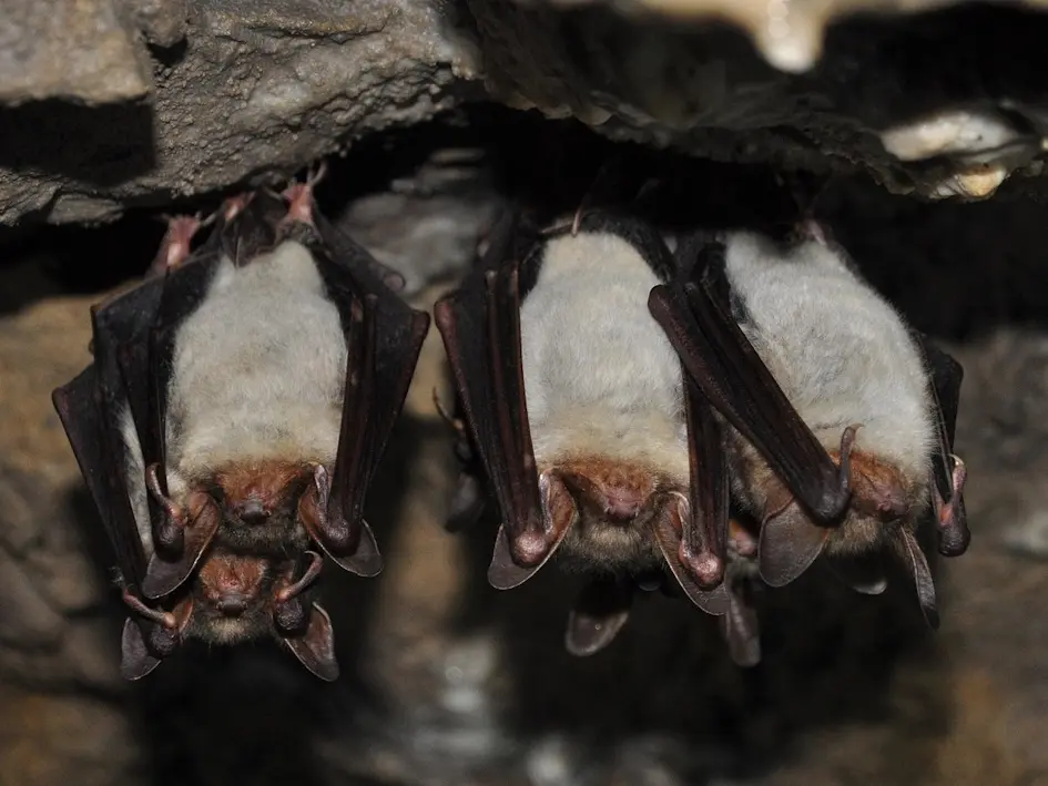 Chauve souris