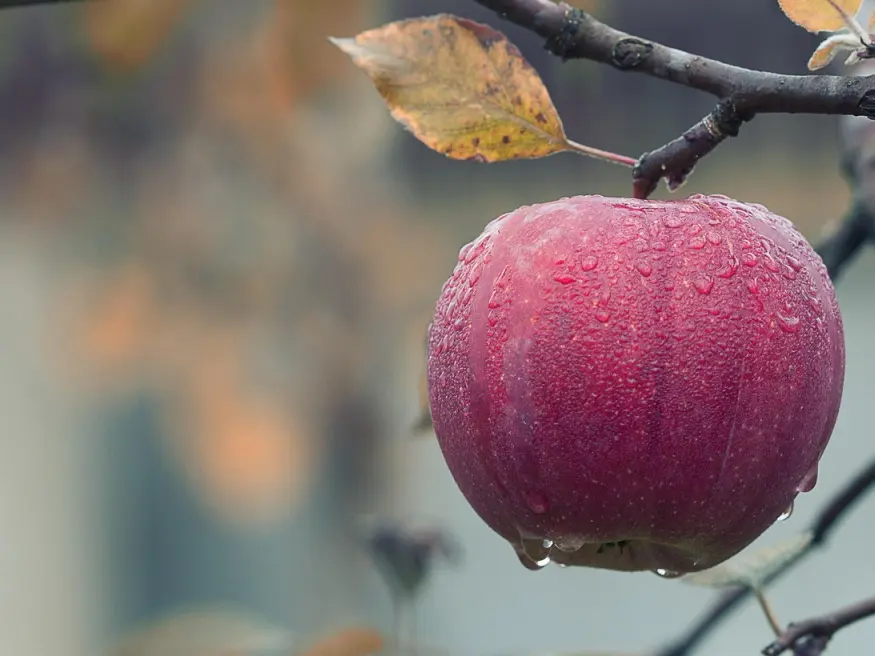 Fête de la pomme
