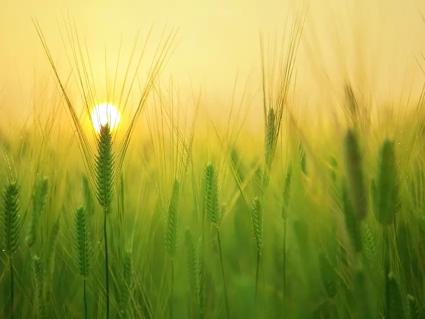 barley-field-1684052_960_720