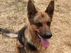 beauceronjpg