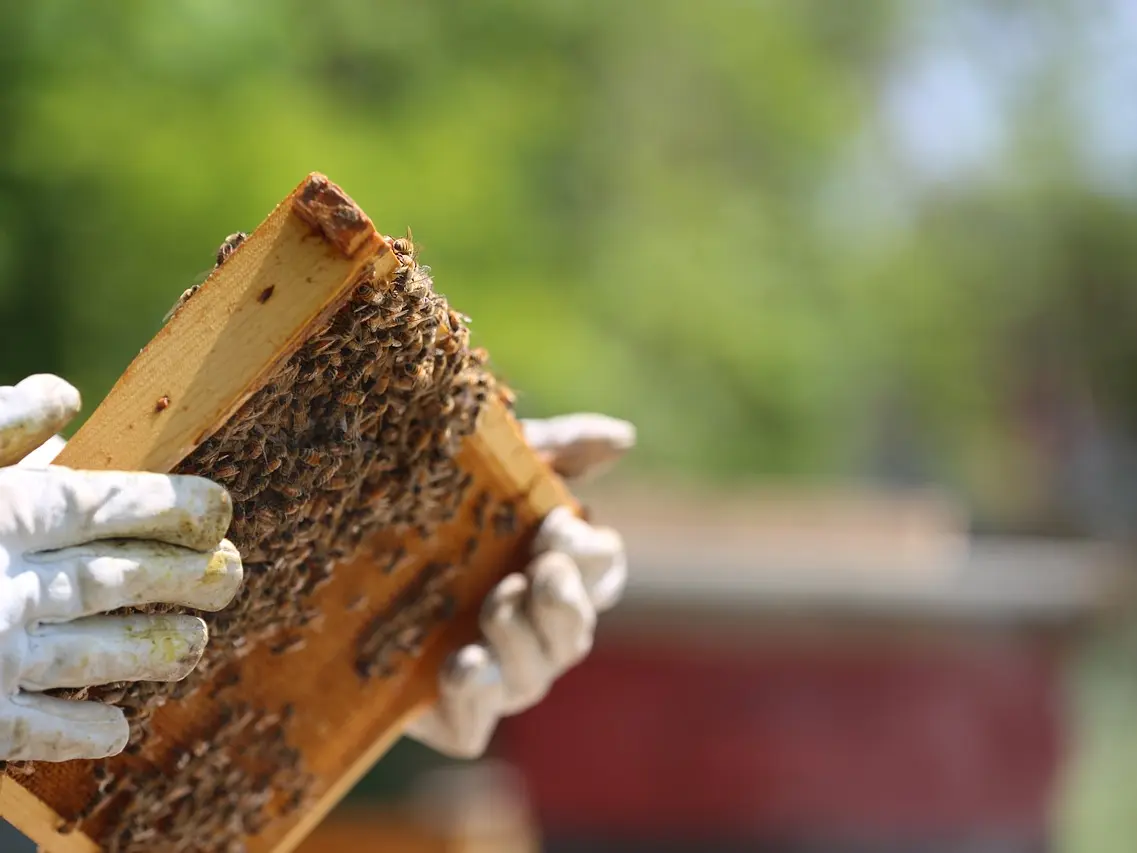 beekeeper-3661762_1280