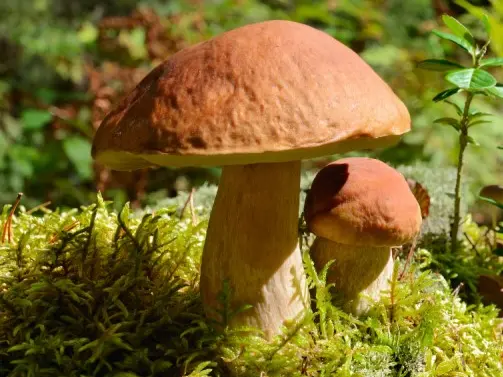 champignons pere castor