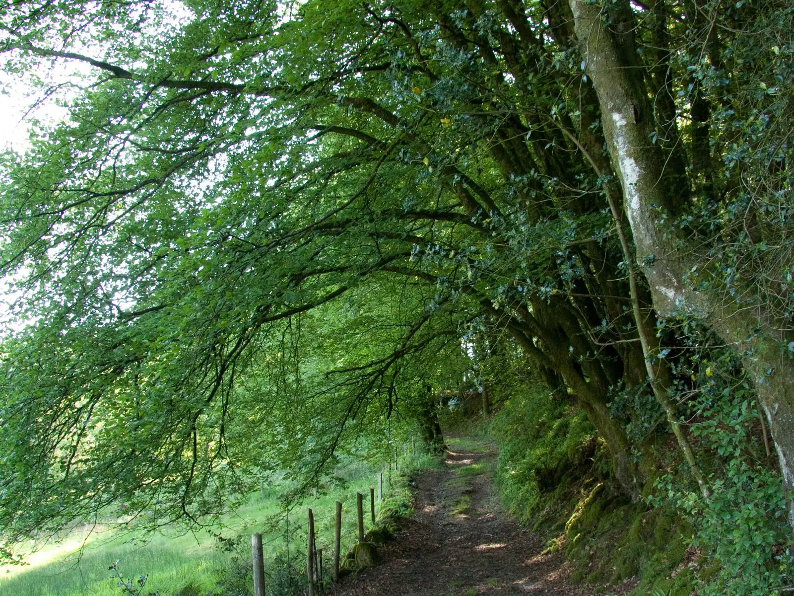 Tourbière des Dauges