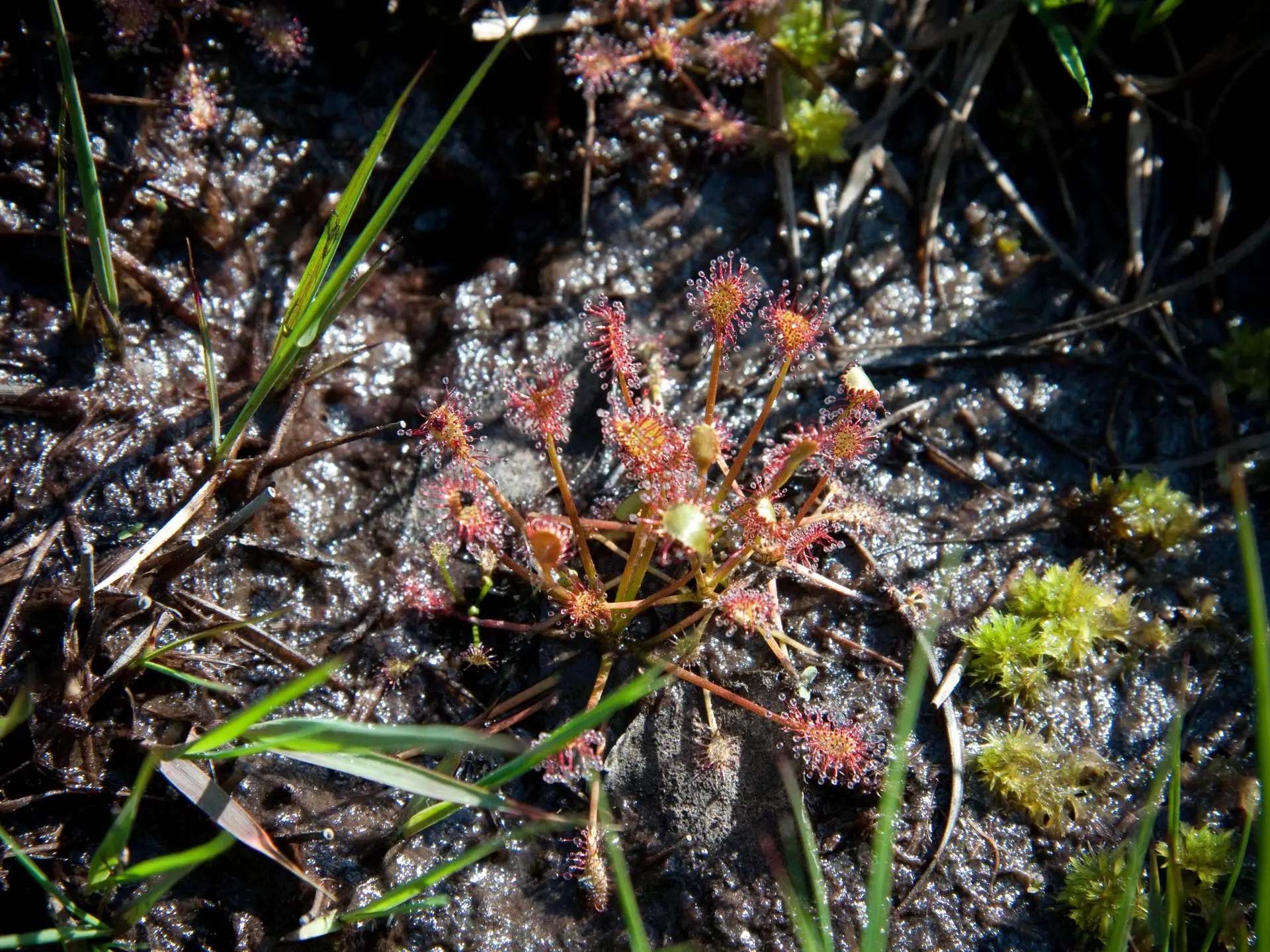 Drosera