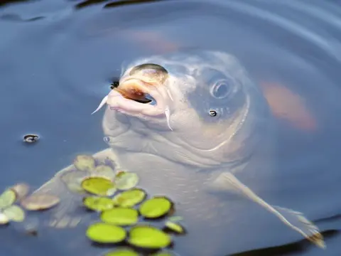 danielwanke-carp-440630_640