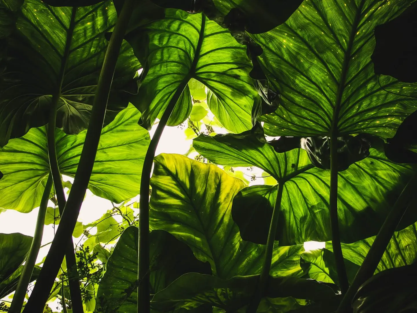 sirtaqui - divers plantes