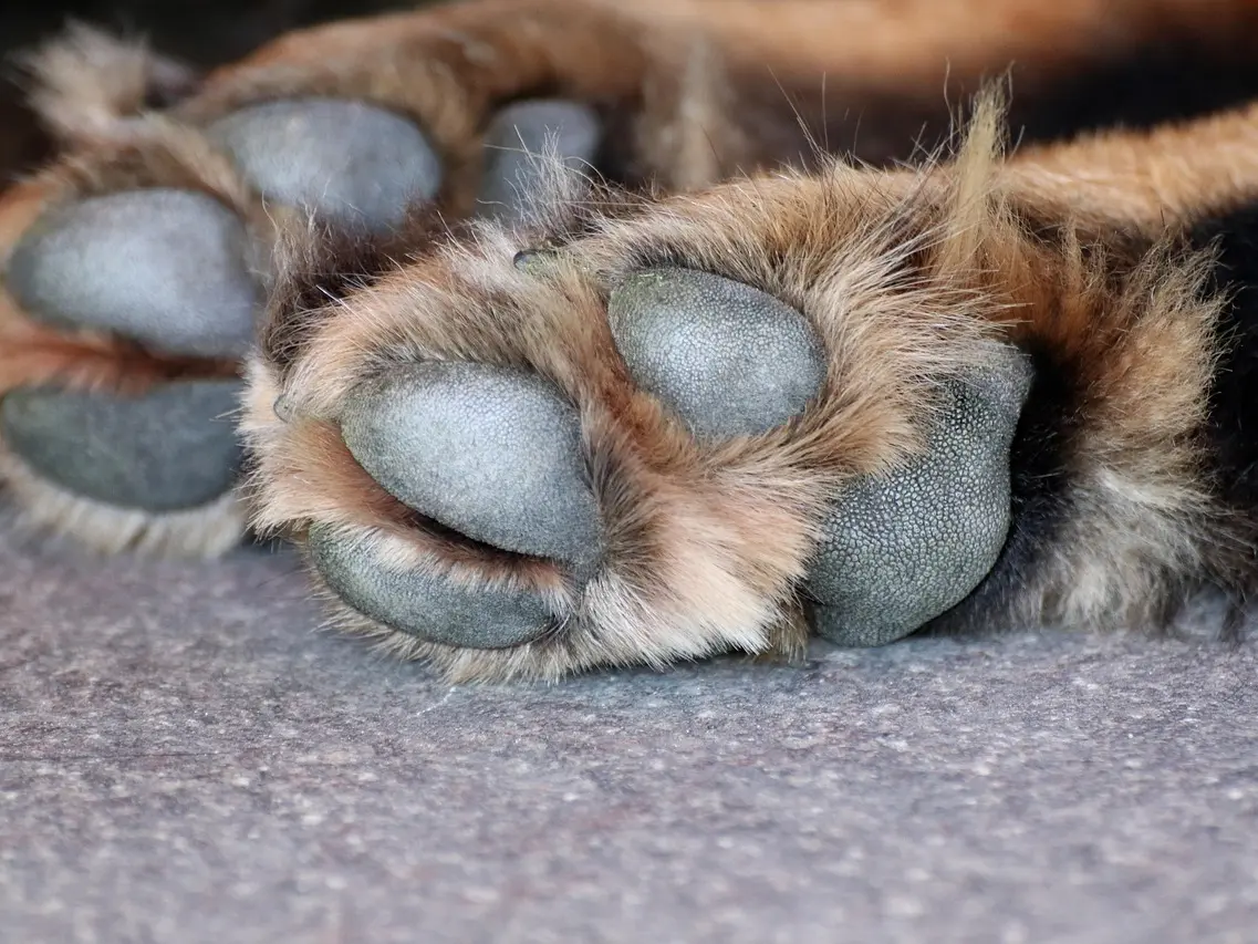 dog-paw-3612394_1280