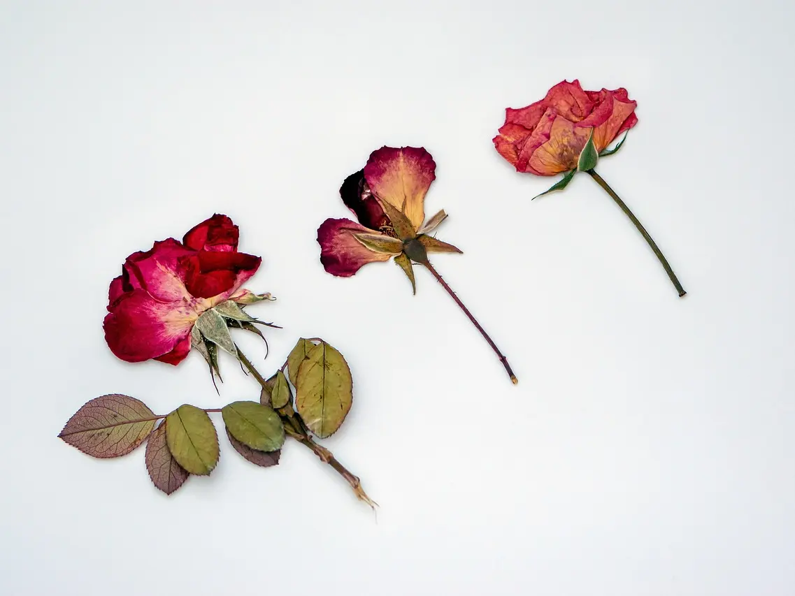 dried-roses