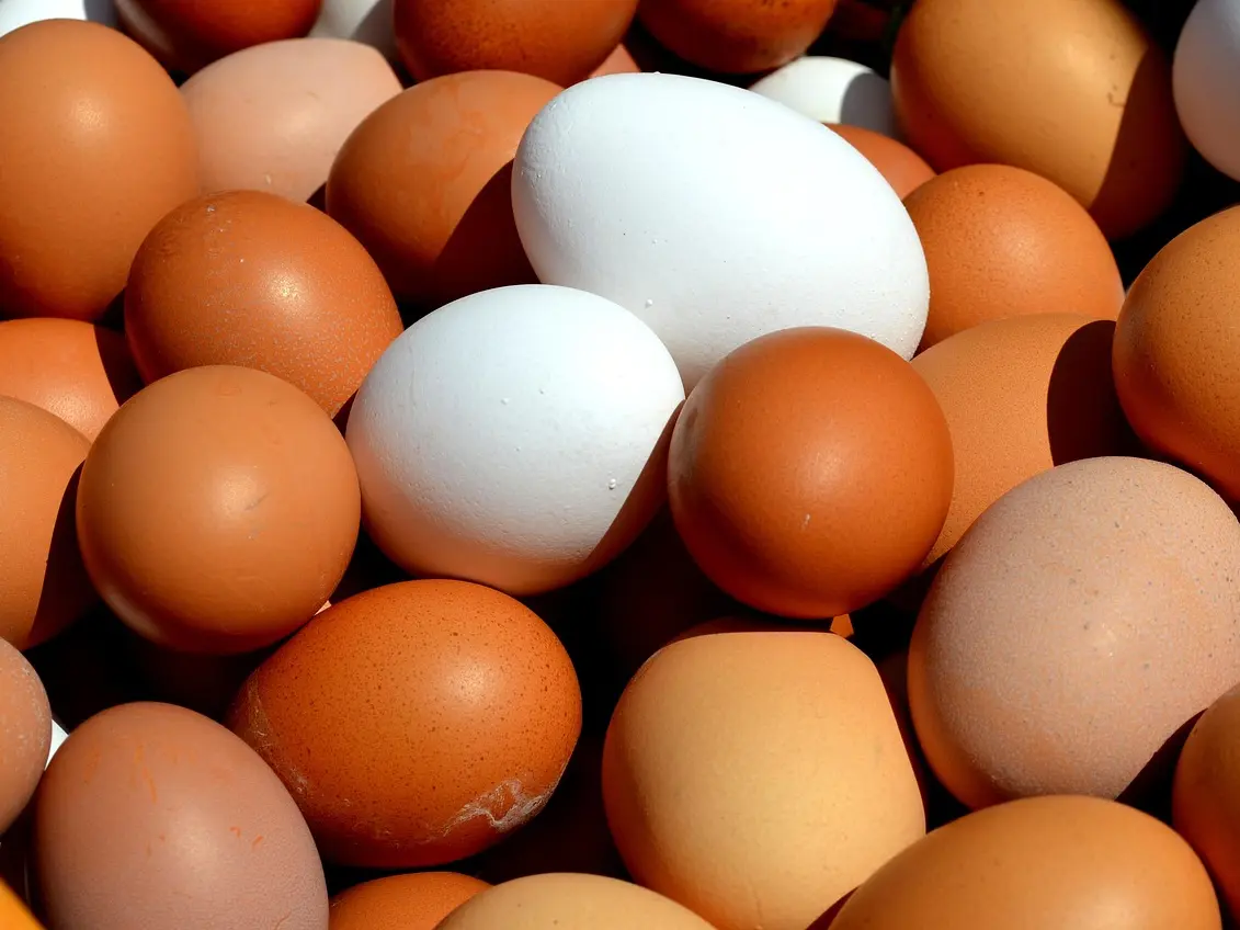 egg-2580904_1280