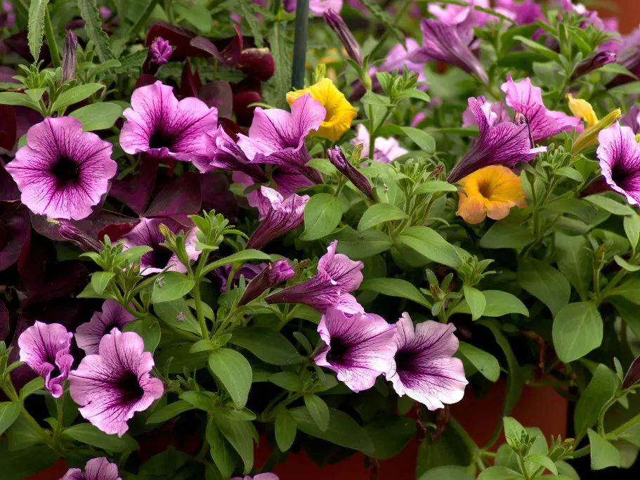 Marché aux fleurs et plants de légumes