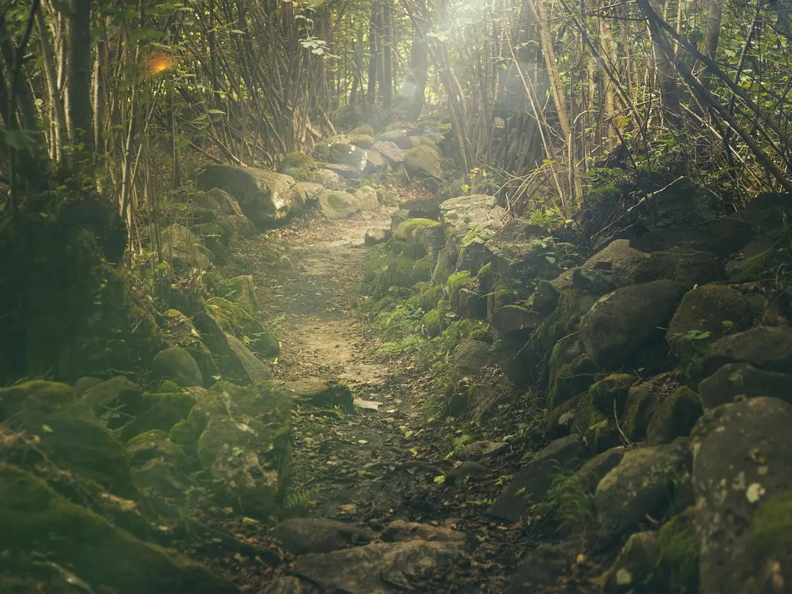 forest