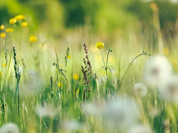 fleurs