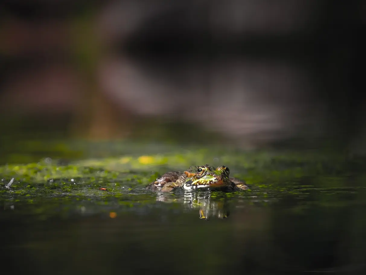 frog-4