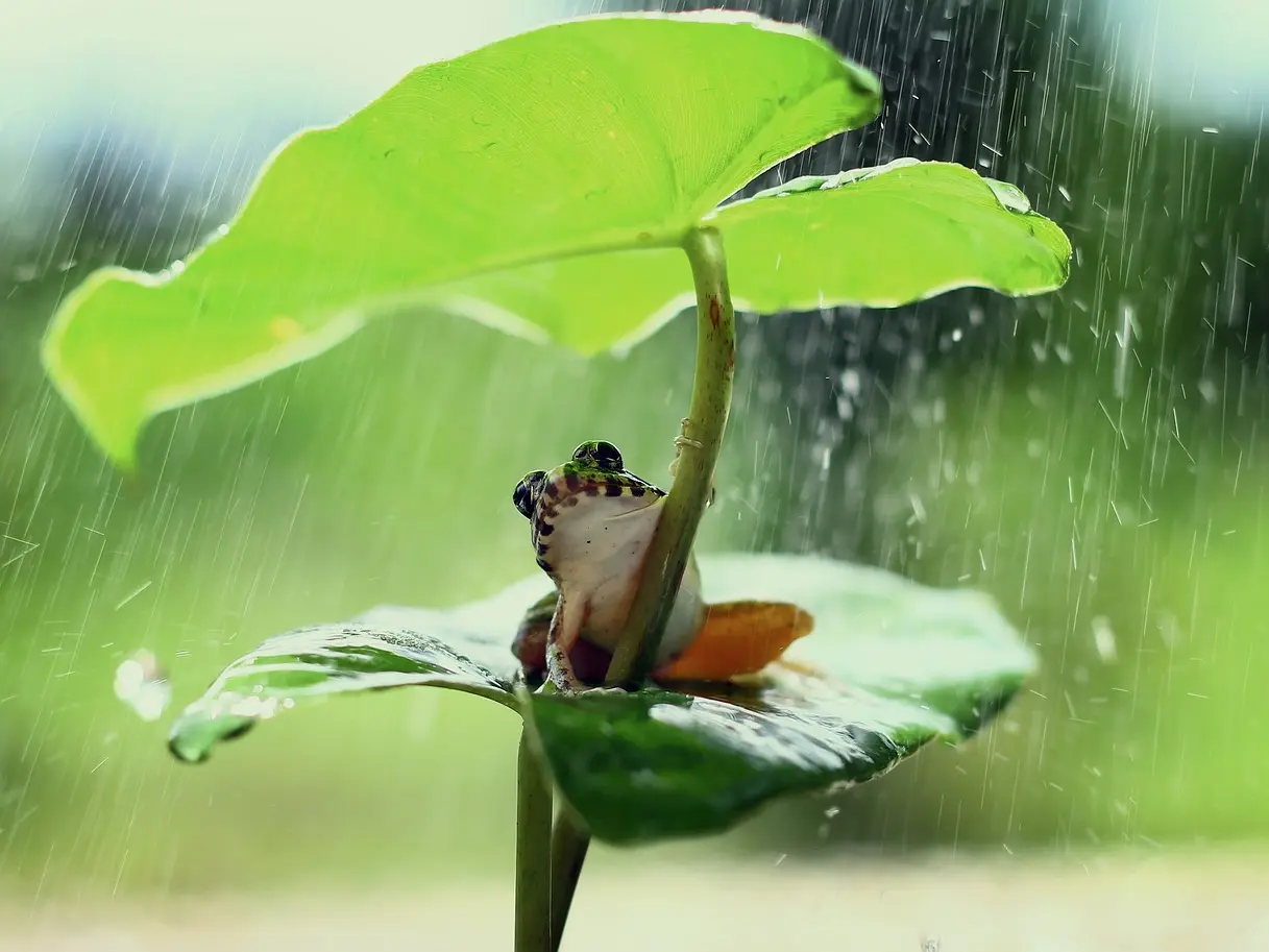 frog