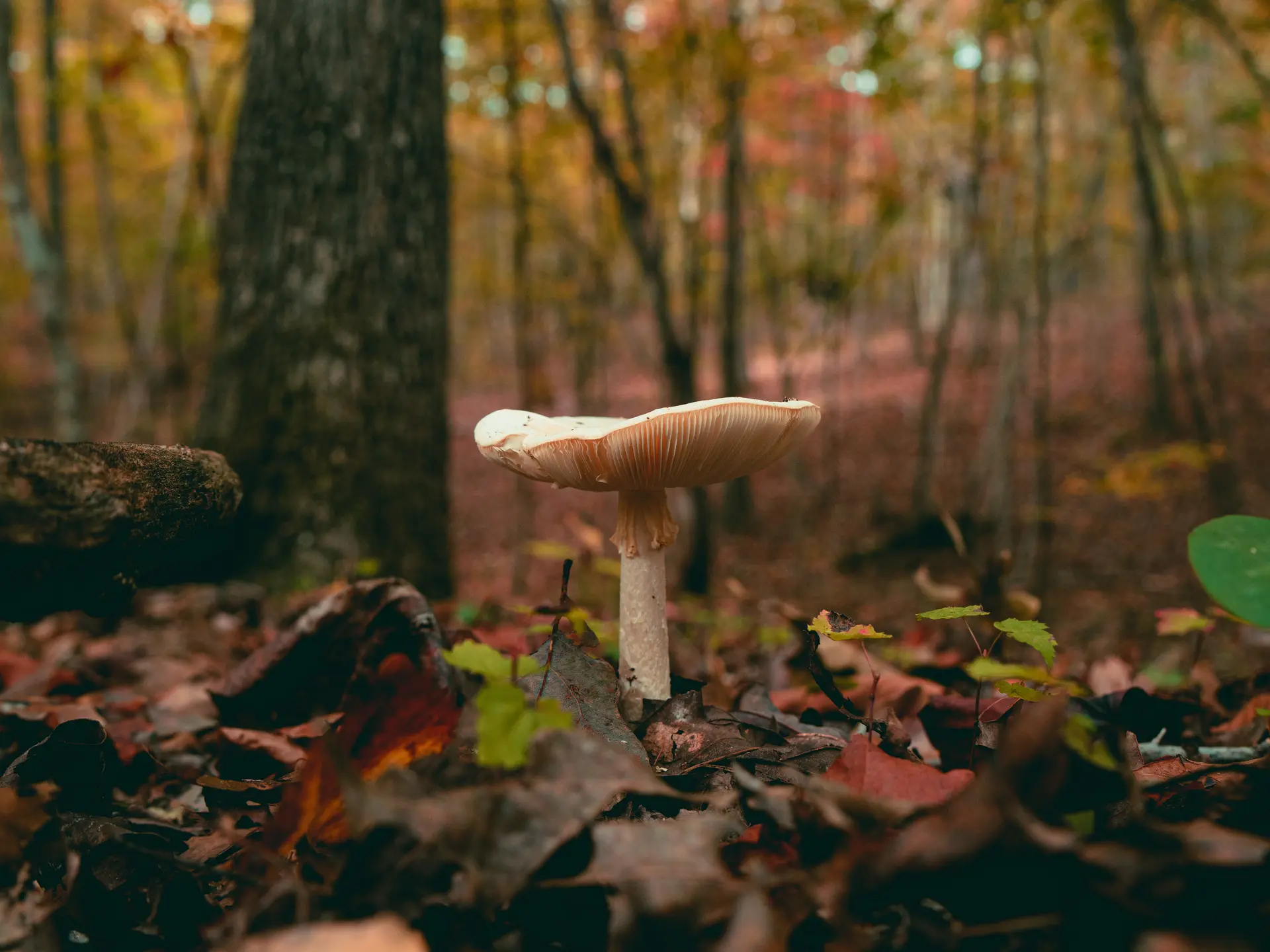 gros-plan-d-un-champignon-poussant-dans-la-foret