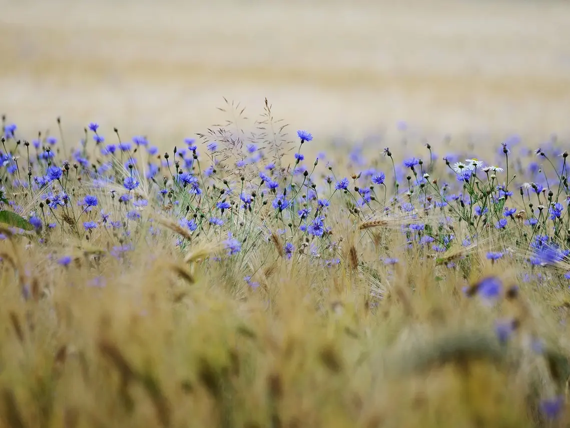 grain-