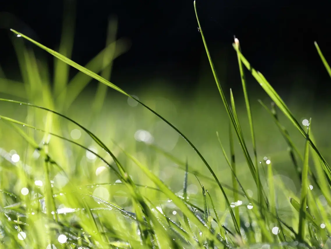 grass