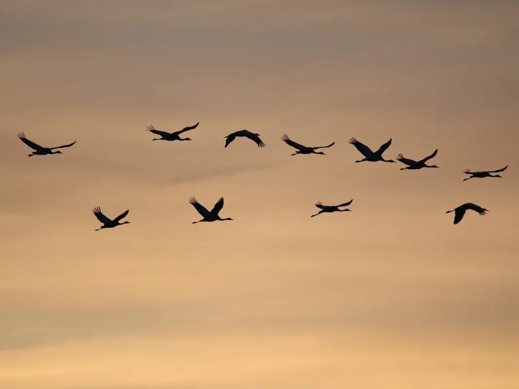 grues-cendrees©nathalieburblis