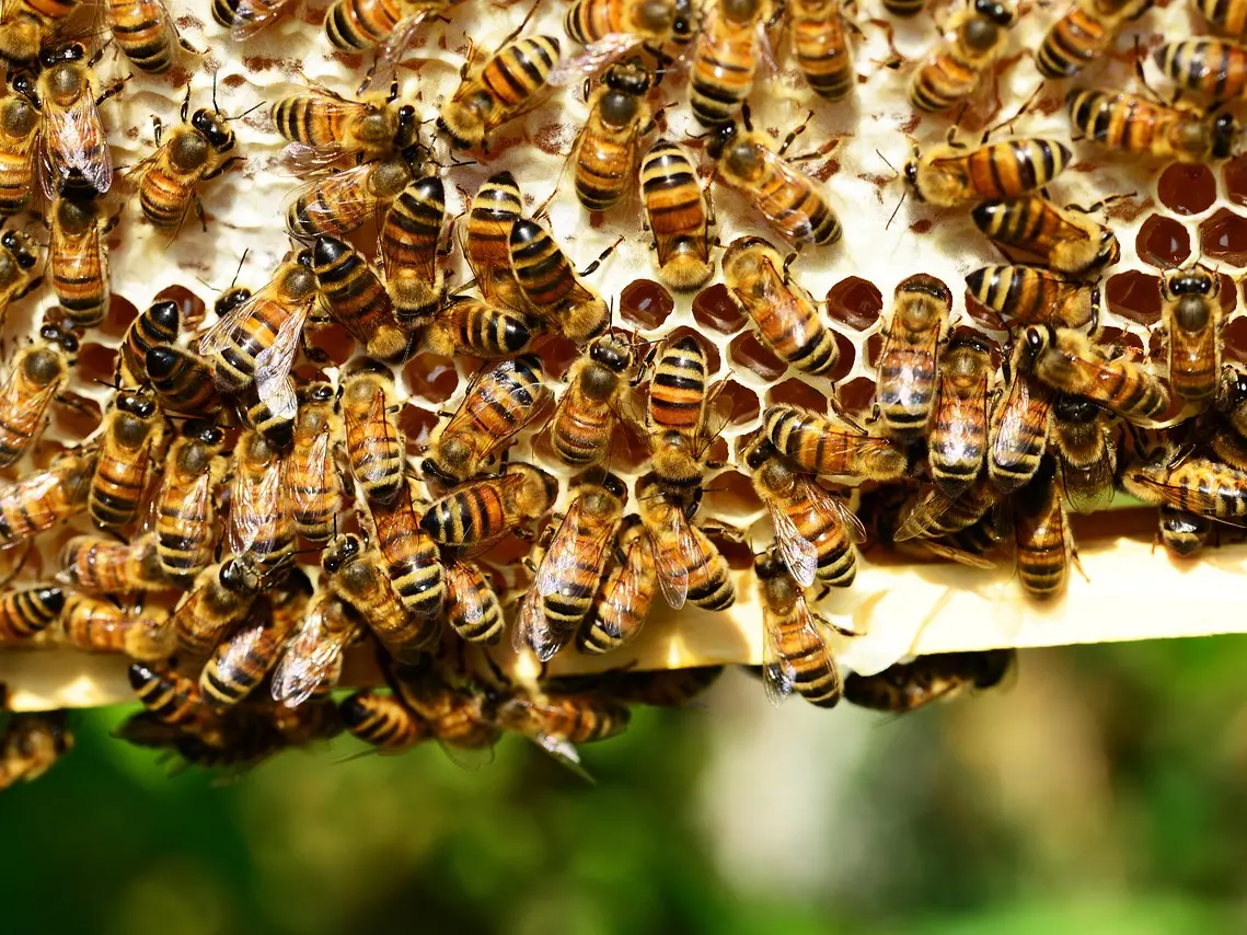 honey-bees