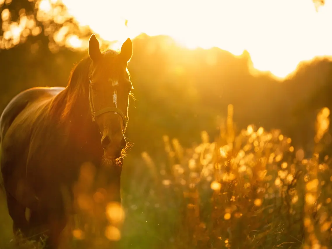 horse$