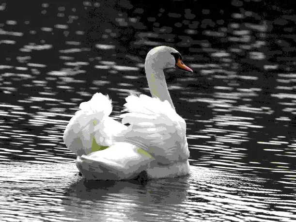 image cygne