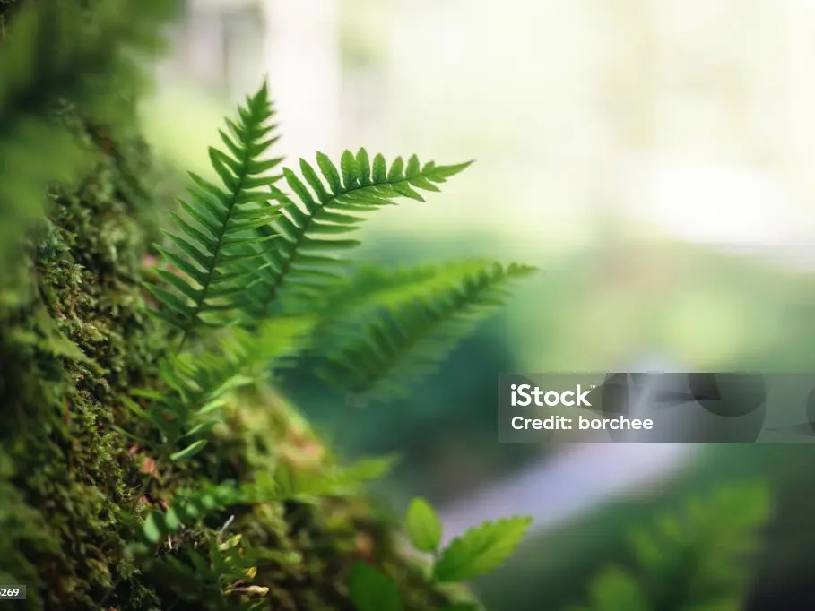istockphoto-1916736269-1024x1024