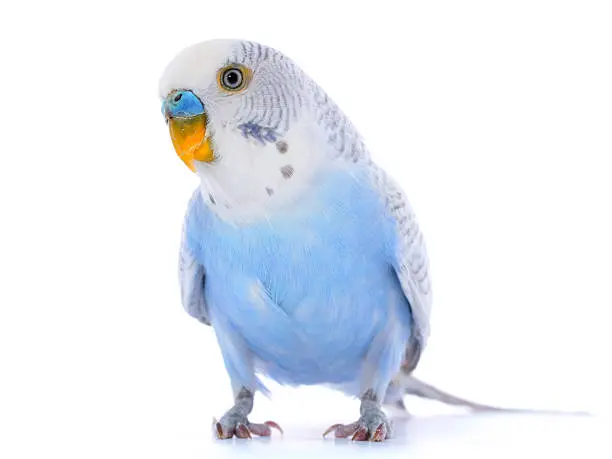 istockphoto-perruche ondulée