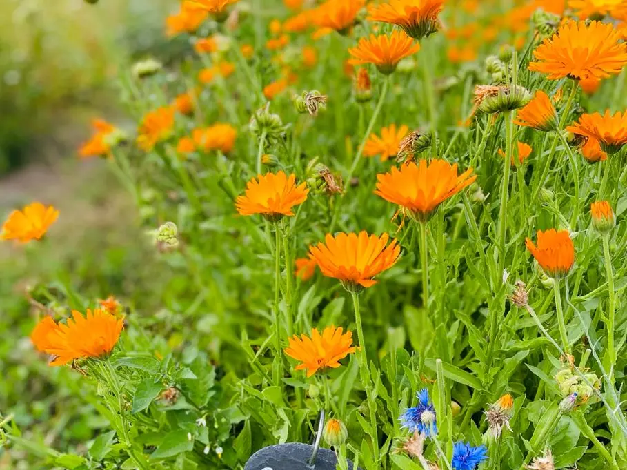 Découverte des plantes médicinales - Atelier parent-enfant