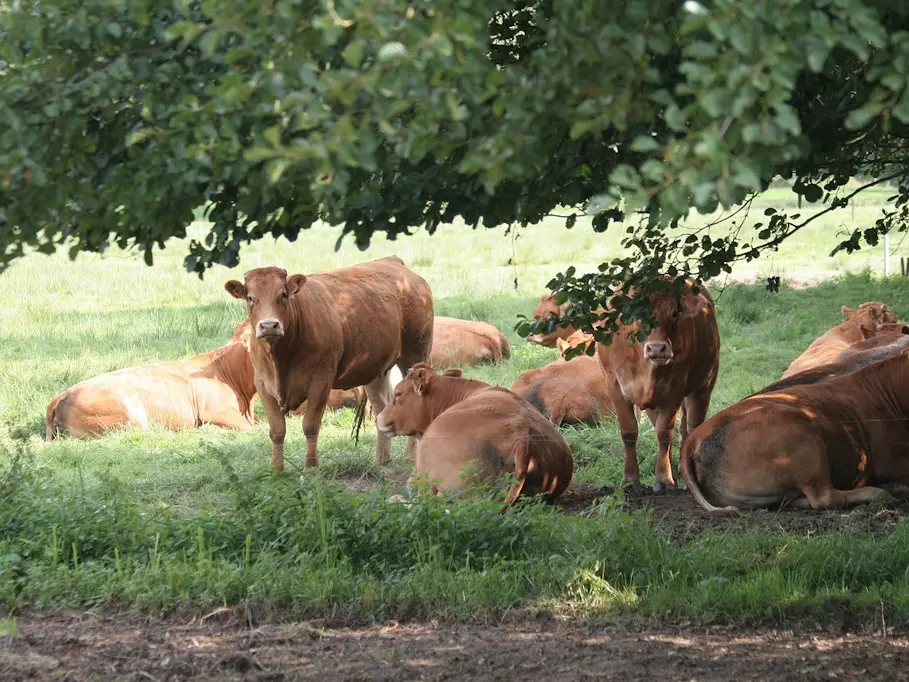 Vaches Limousines