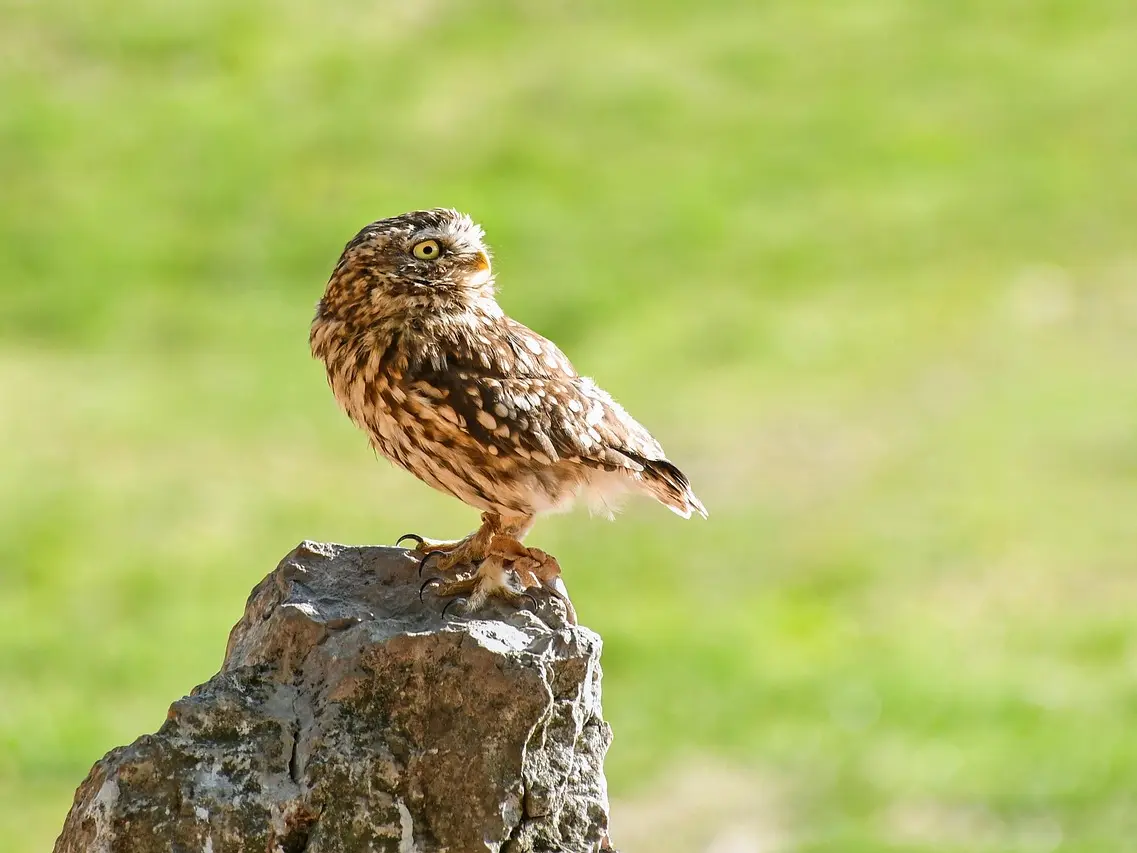 little-owl