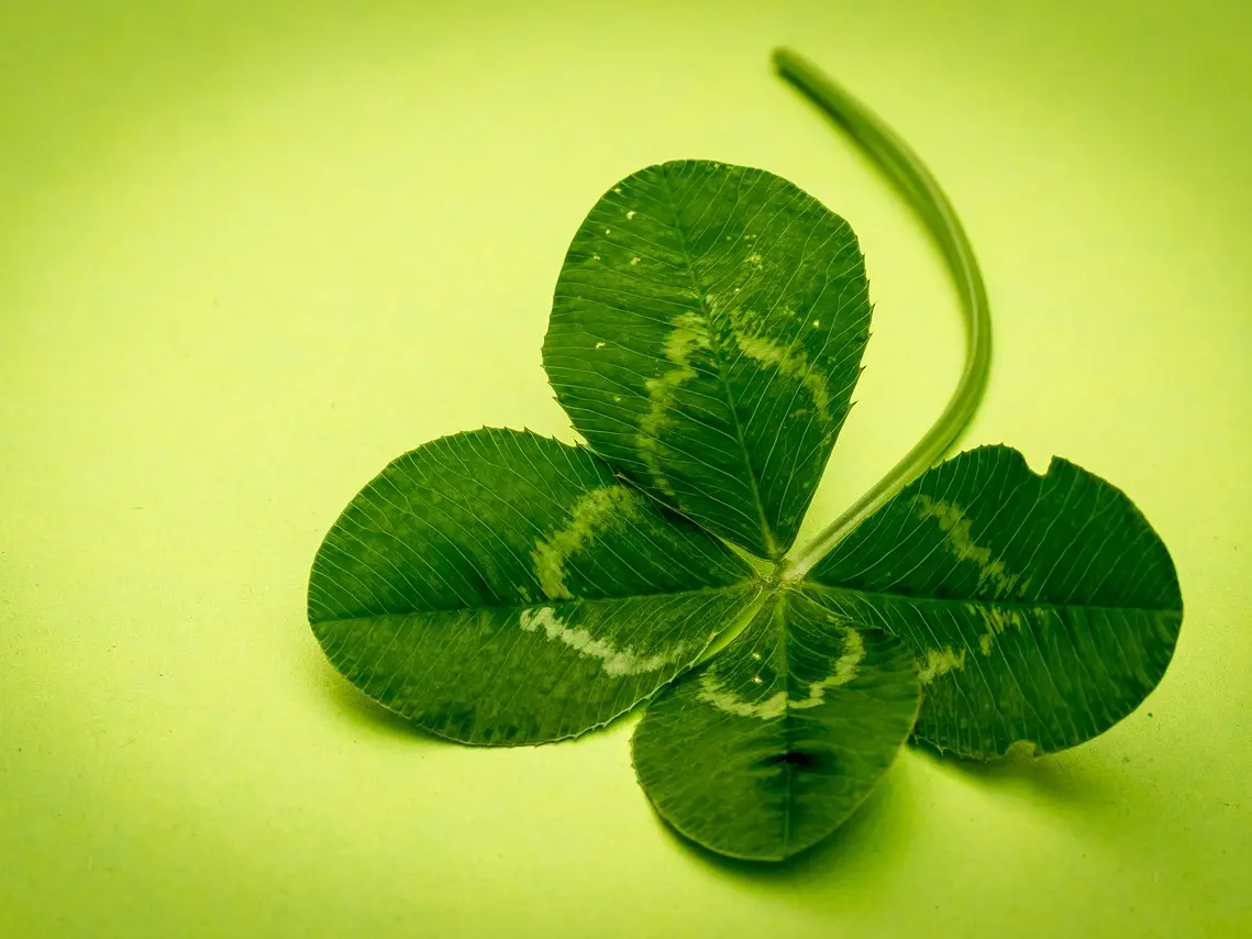 meineresterampe-clover