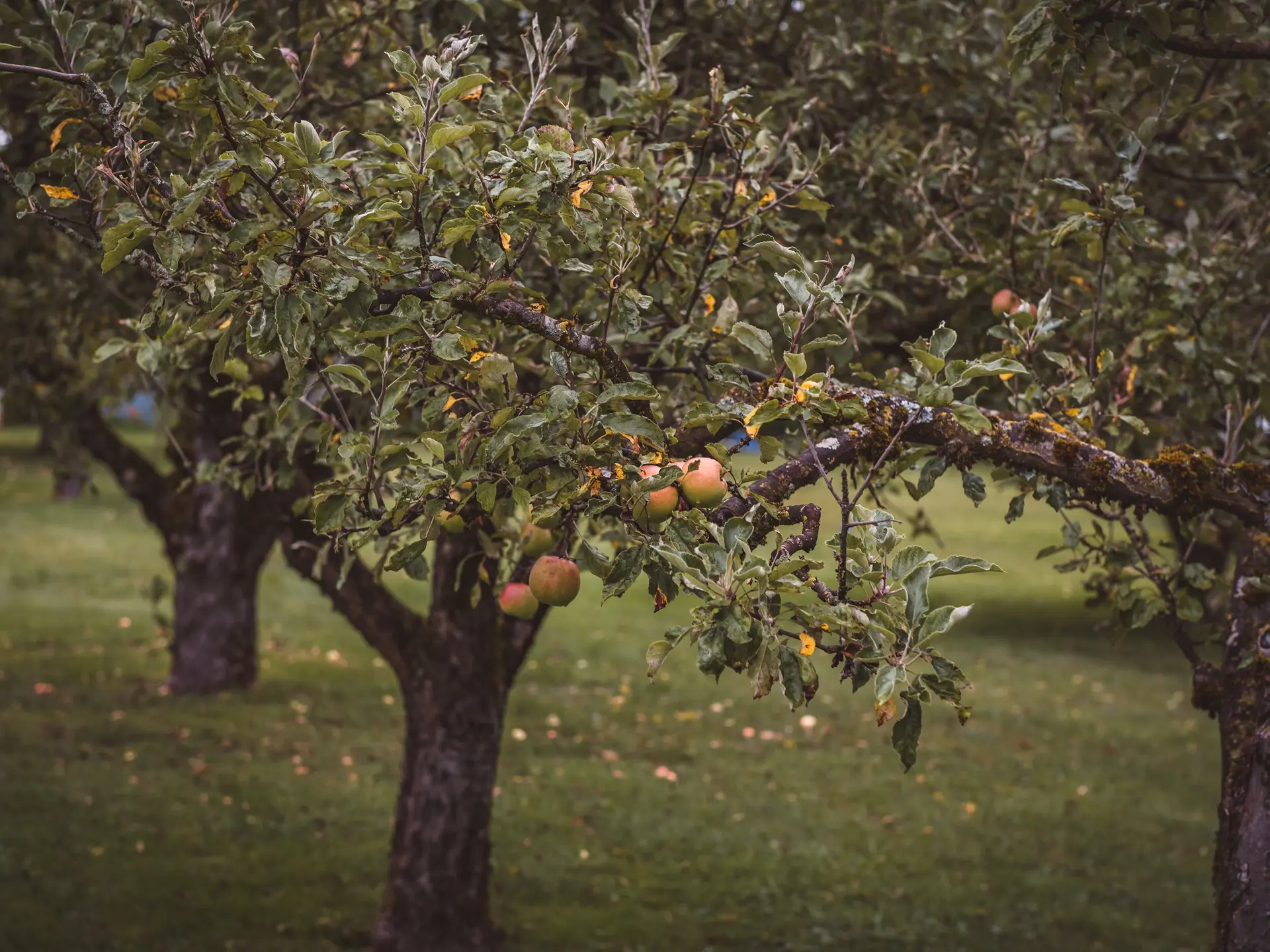 Verger conservatoire