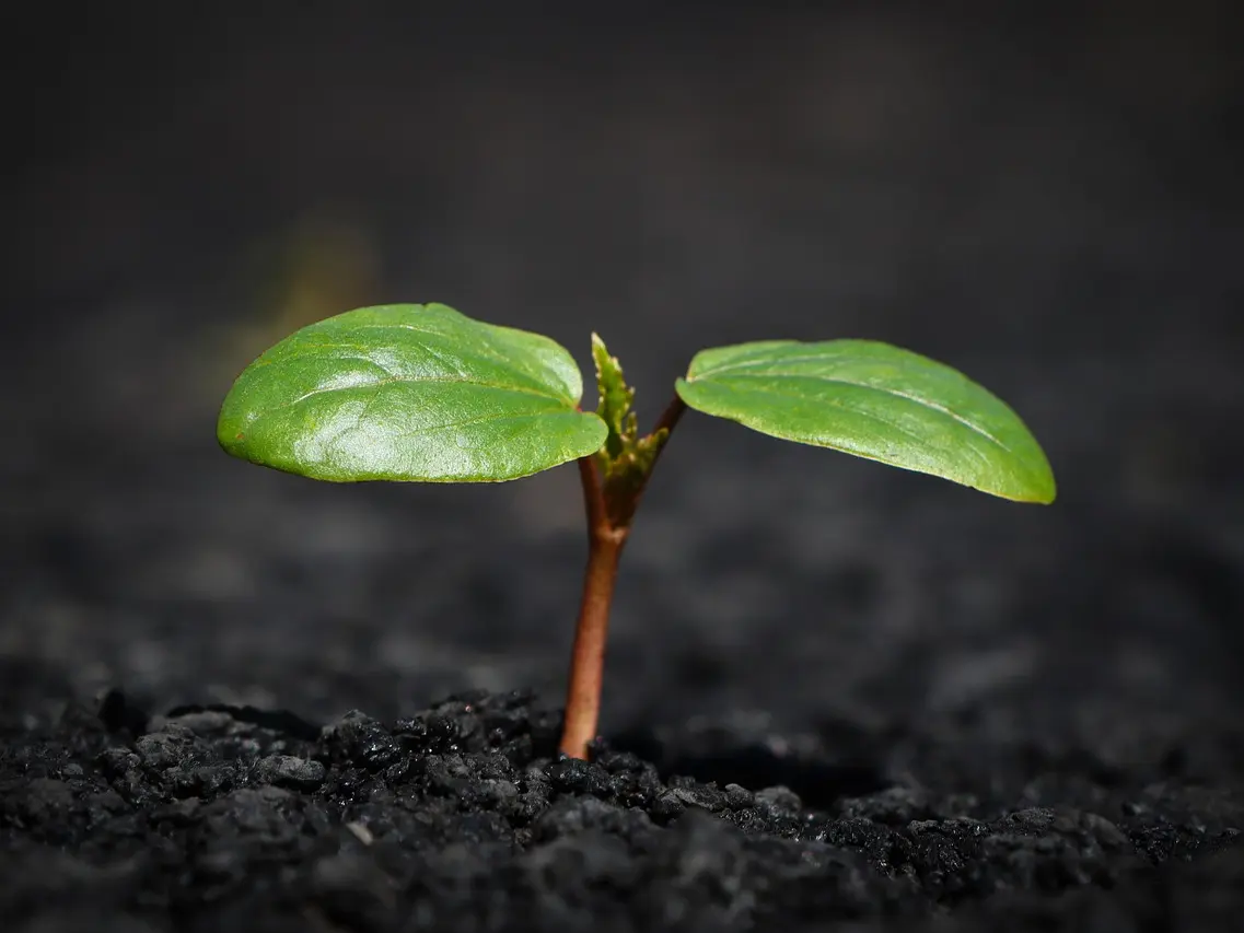 plant-8338691_1280