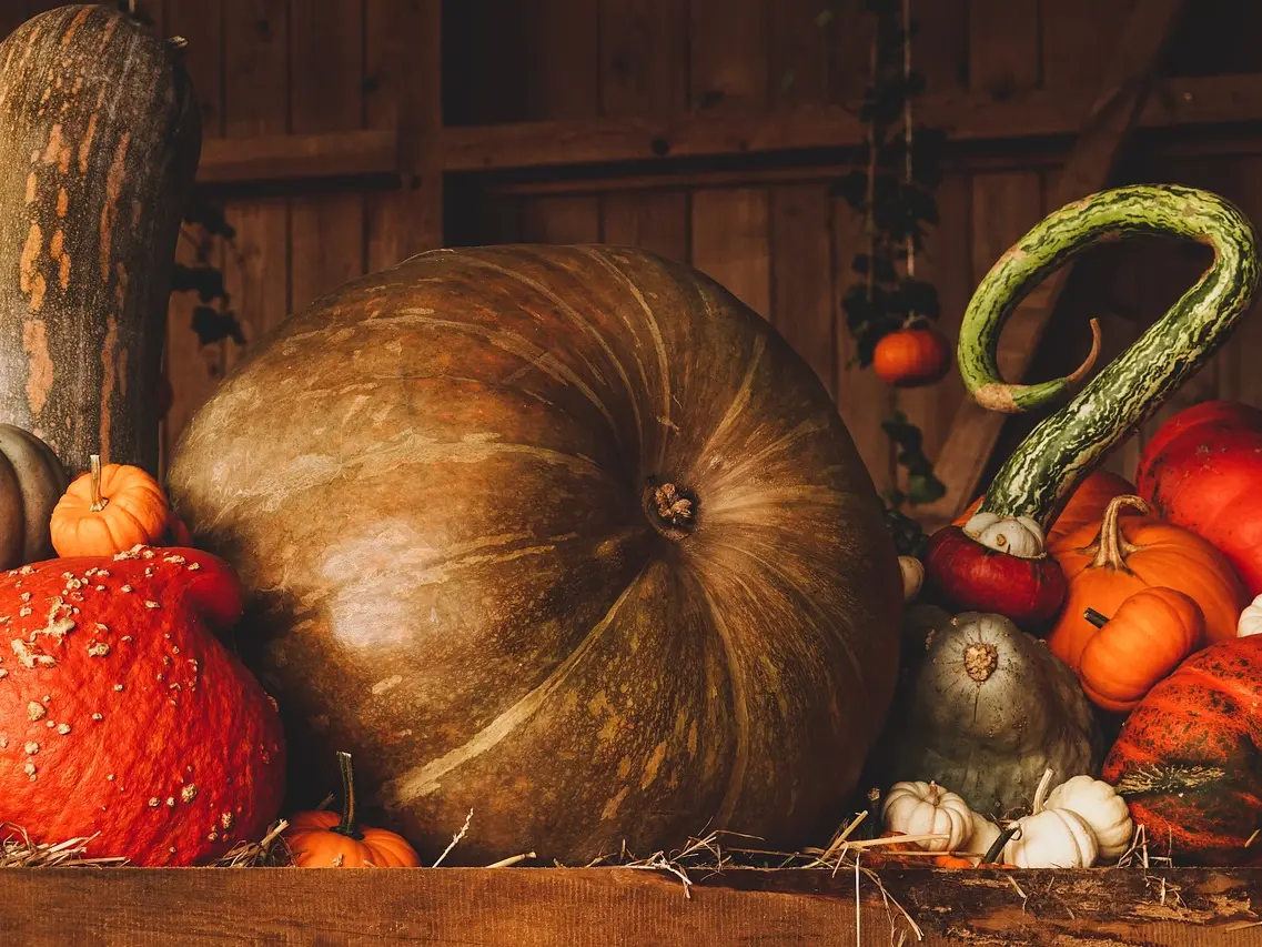 pumpkin-