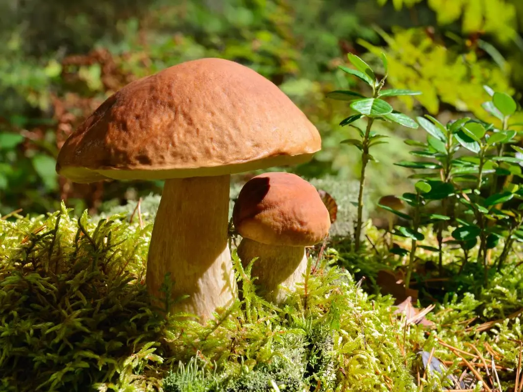 Champignons
