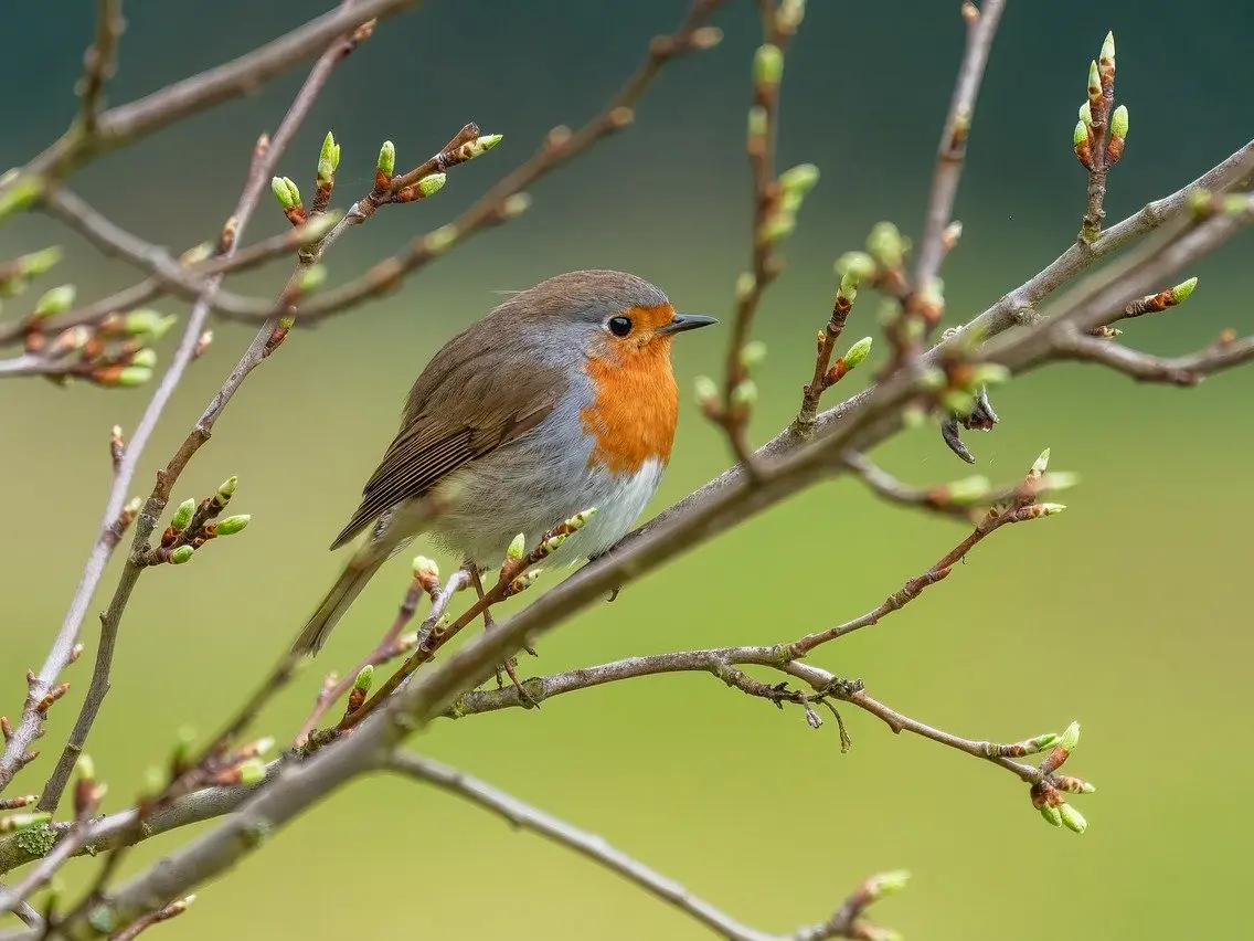 Rouge-Gorge