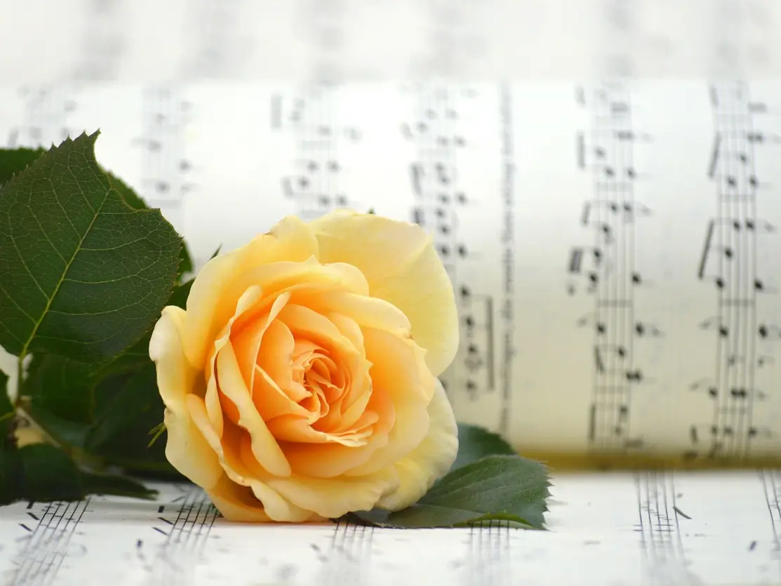 rose-82
