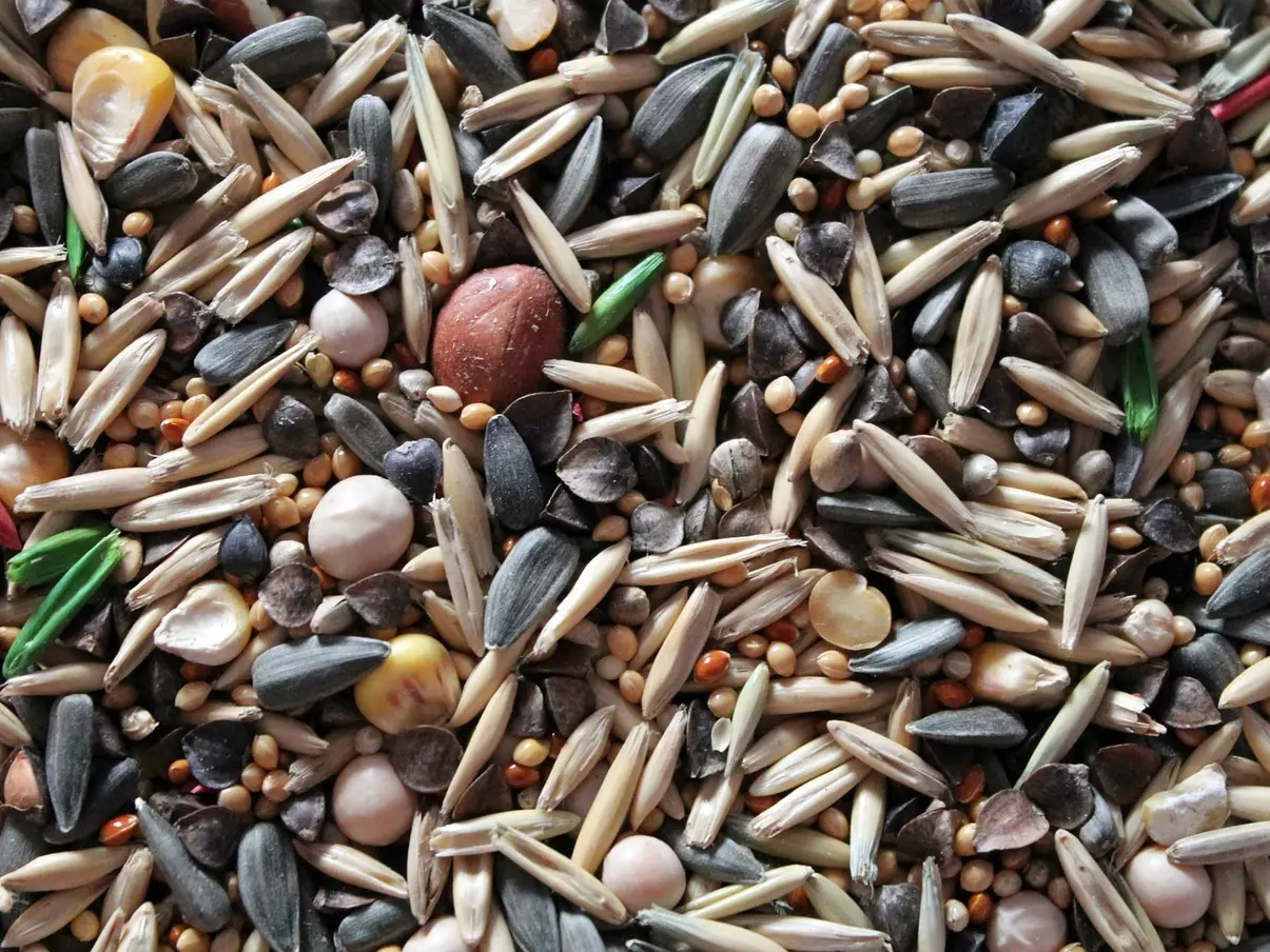 seeds-4