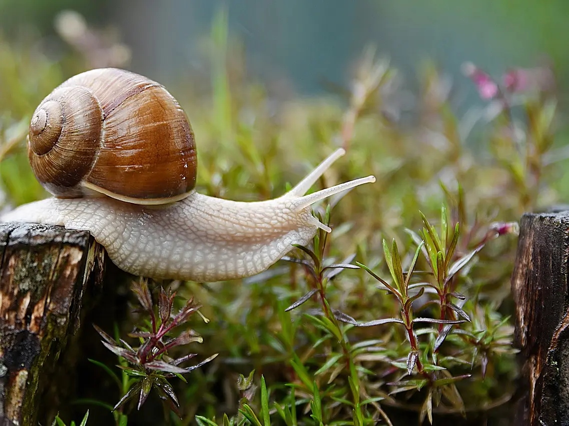 snail-4729777_1280